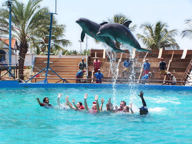 Nadar con delfines en España - MAMAS VIAJERAS
