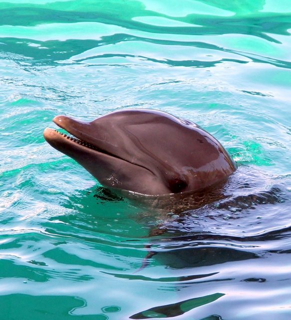 Nadar con delfines - MAMAS VIAJERAS