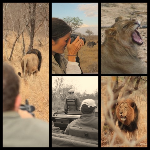 viaje sudáfrica fotos safari