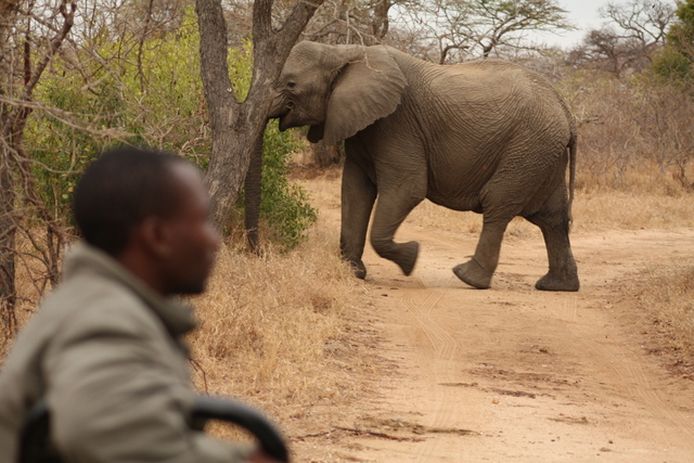 safari africa elefante